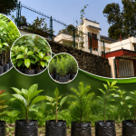 जिल्लाभर ४३ हजार बिरुवा निःशुल्क वितरण गर्दै डिभिजन वन कार्यालय गोरखा