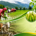 गोरखामा ८१ प्रतिशत धान रोपाइँ सम्पन्न, उत्पादन बढ्ने अपेक्षा